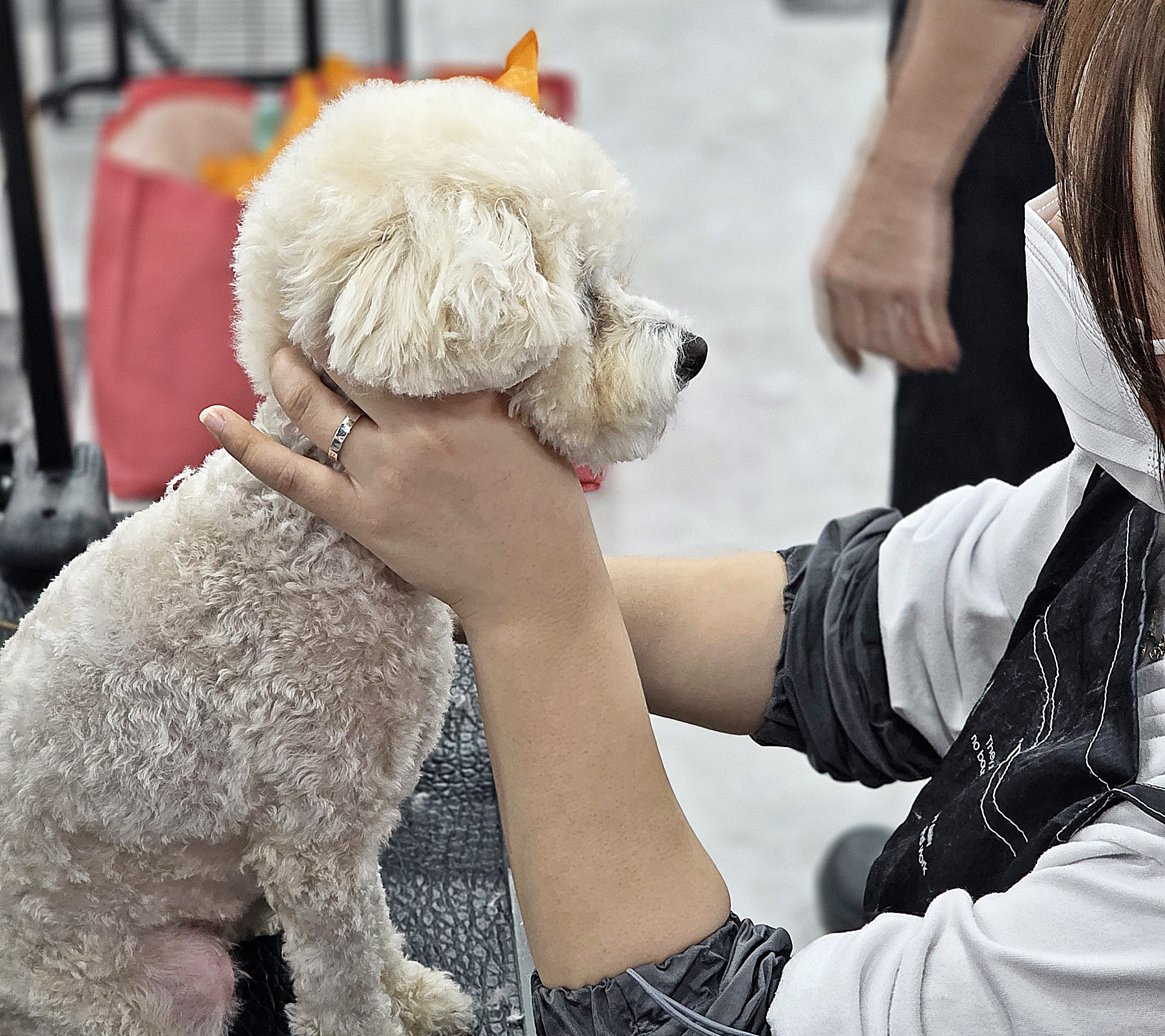송파애견미용학원