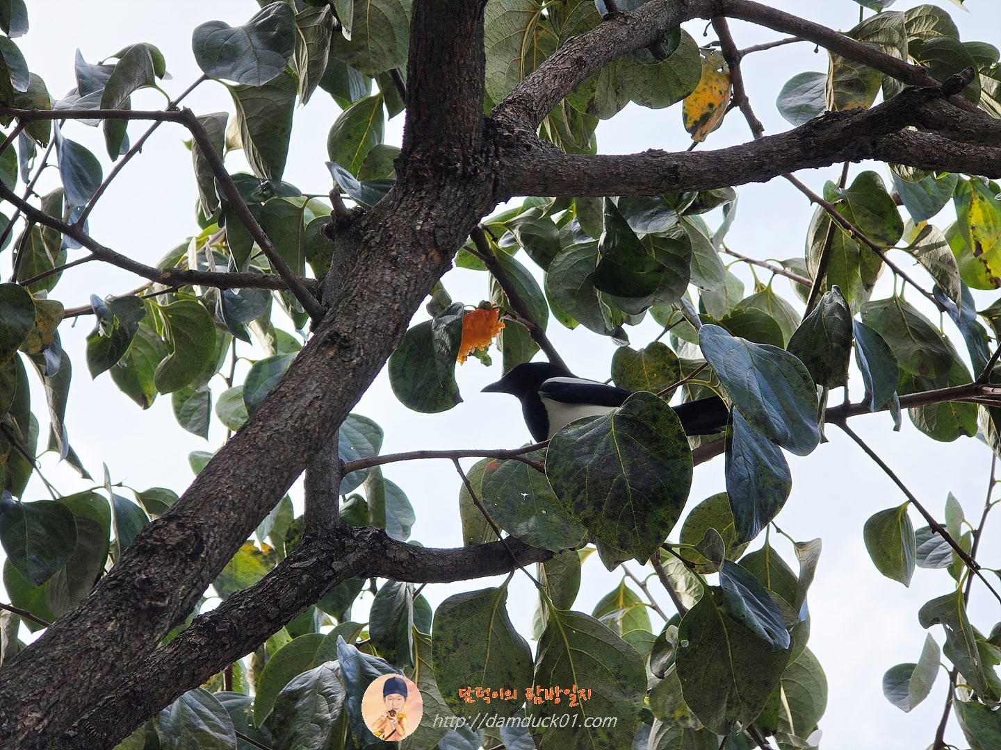 까치밥 먹는 까치