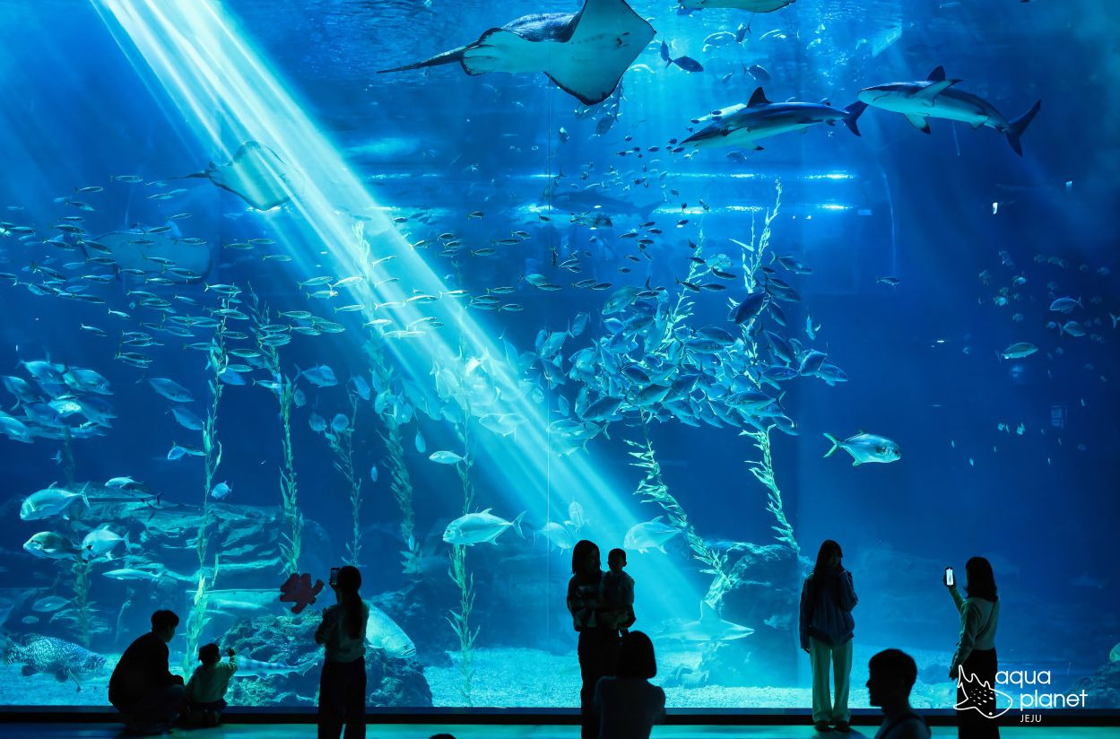 아쿠아플라넷 제주 