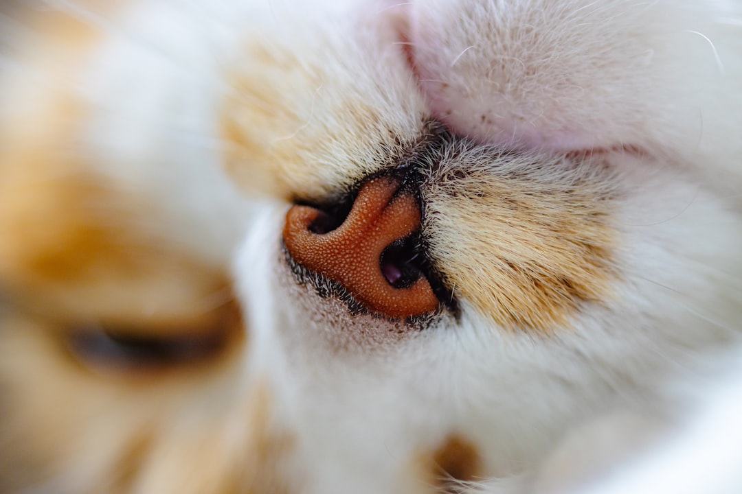ENT (Ear, Nose, and Throat)