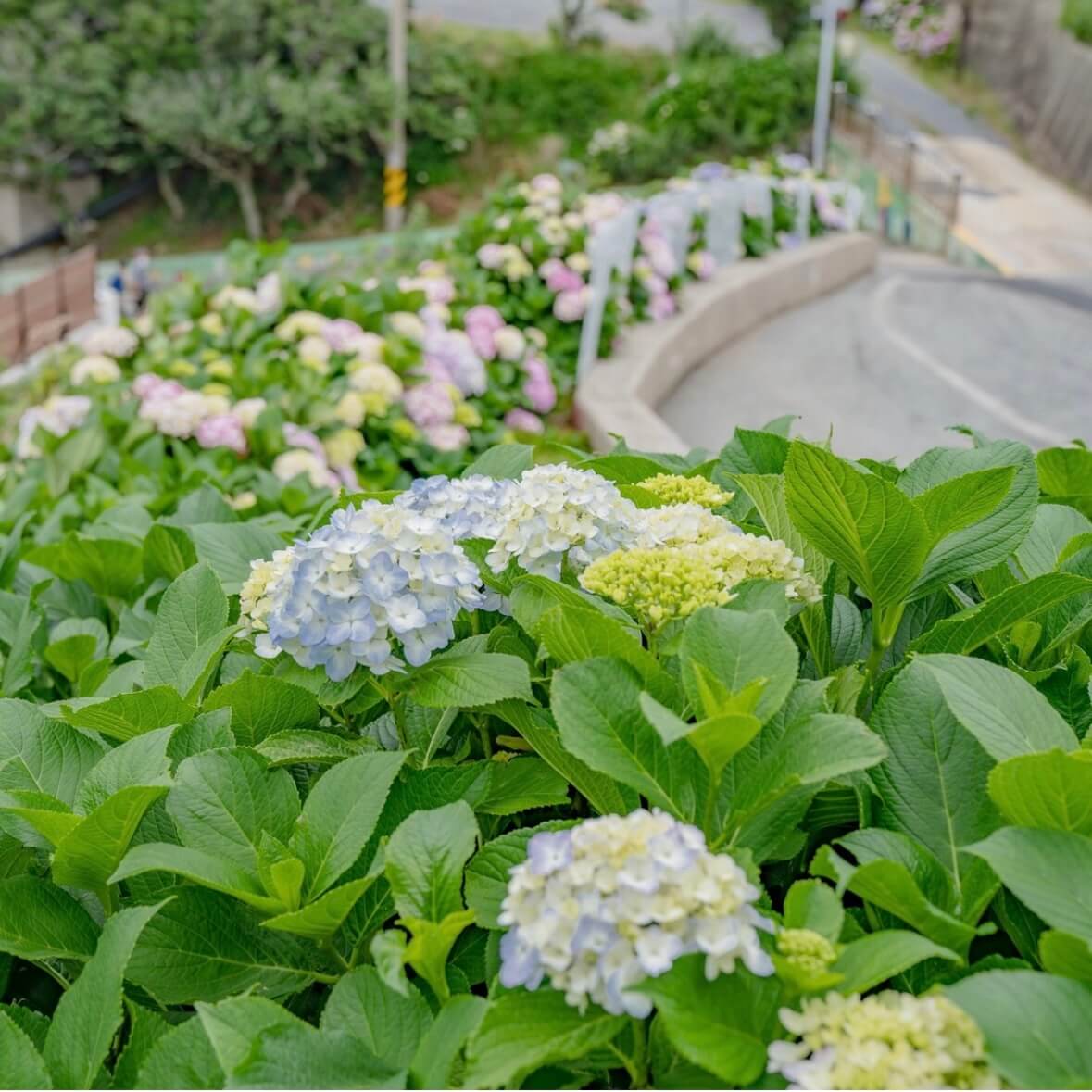 거제 저구항 수국축제