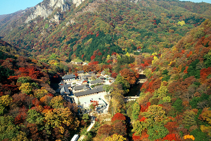 2024 내장산 단풍시기