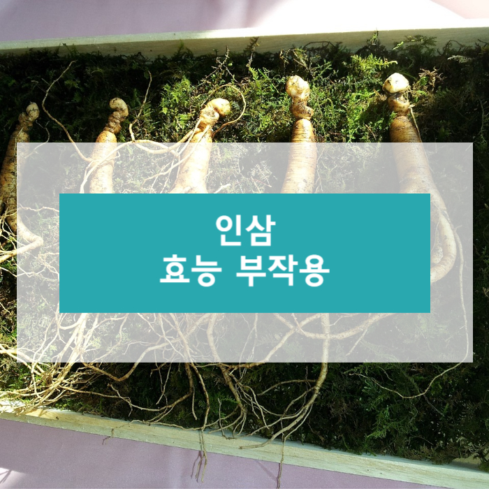 인삼에 대하여