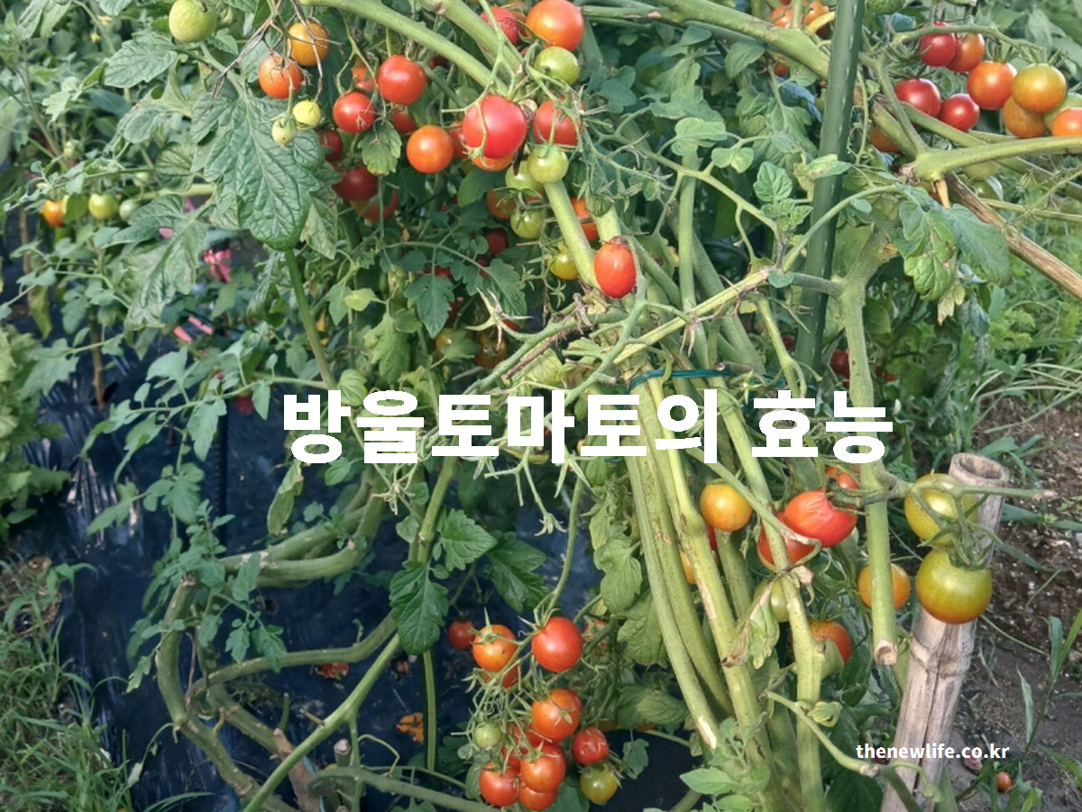 방울토마토 효능 대표 실사진