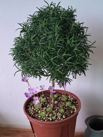 로즈마리 물주기 가지치기 환기관리 햇빛배치 주방 허브로 인기_10