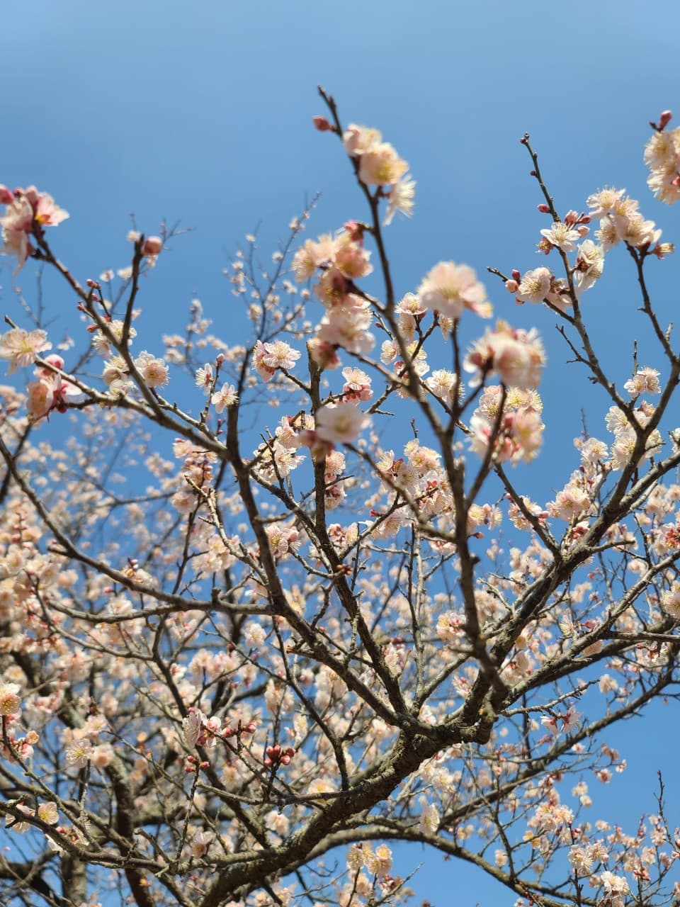 [4월 봄꽃 여행]순천 선암사❘진달래, 겹벚꽃, 홍매화, 개화시기