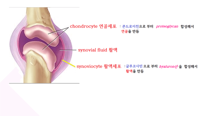 콘드로이친 효능