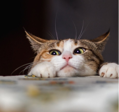 고양이가 싫어하는 냄새