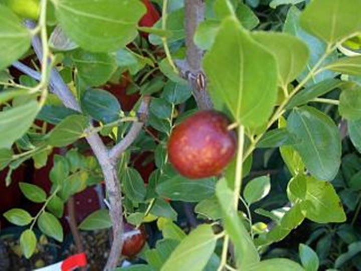 대추차 만드는법