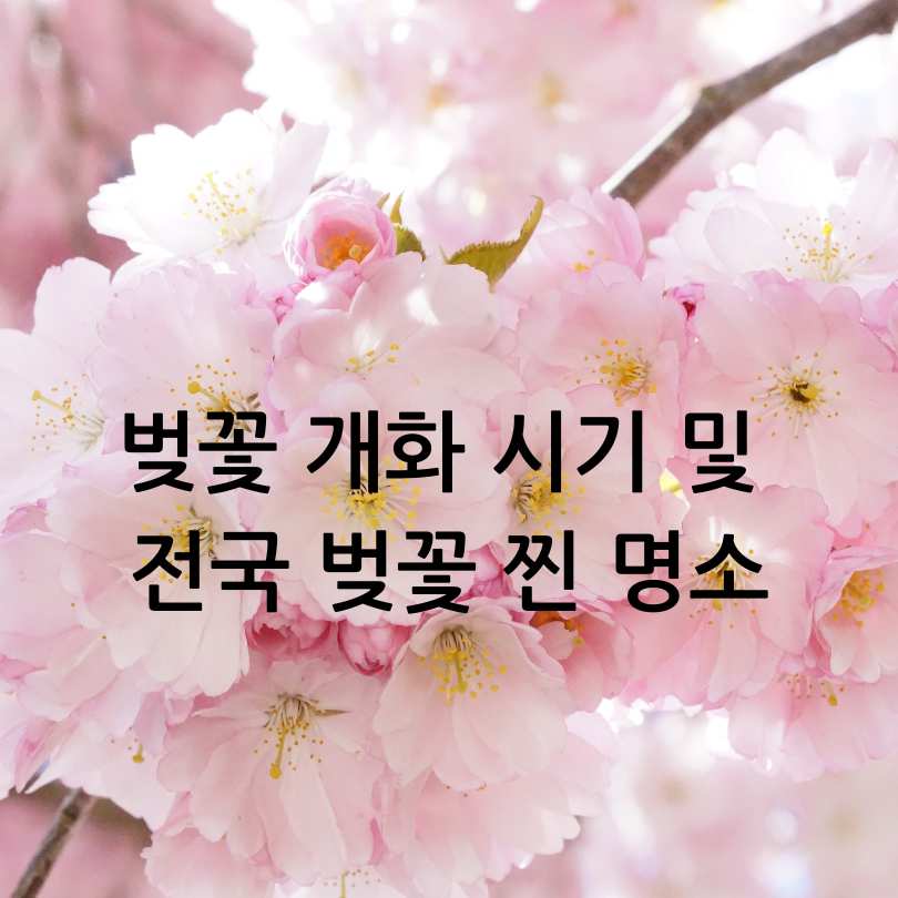 2025년 벚꽃 개화 시기 및 전국 명소