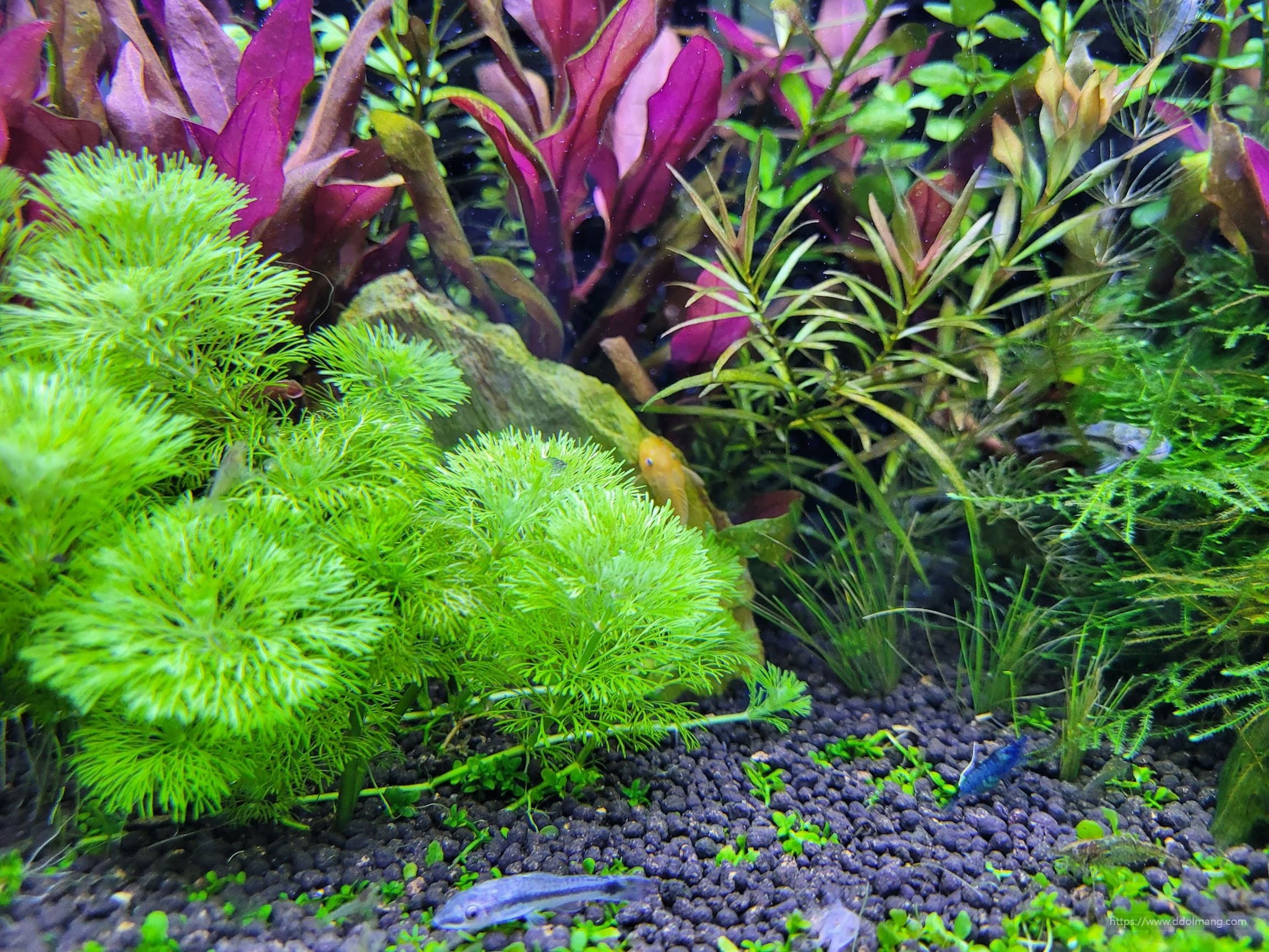 암브리아와 하스타투스