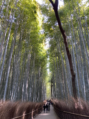 교토 여행 추천 교토 치쿠린