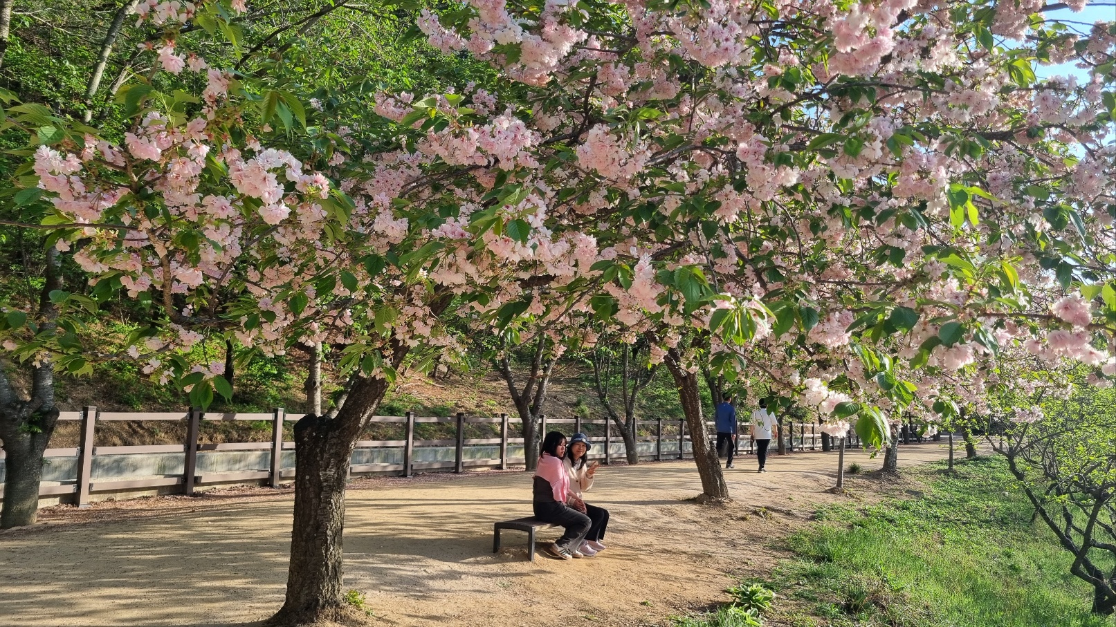 선덕여왕길 겹벚꽃