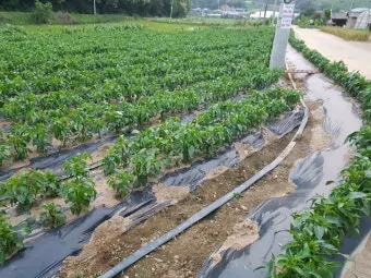 고춧잎 재배 잎 수확용 가지 치기 친환경 시비_10