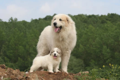 그레이트 피레니즈 새끼와엄마 사진