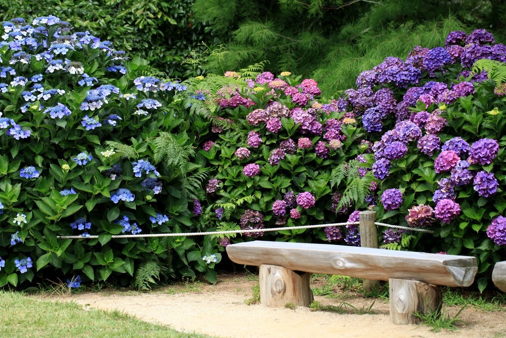 태안 천리포 수목원 수국