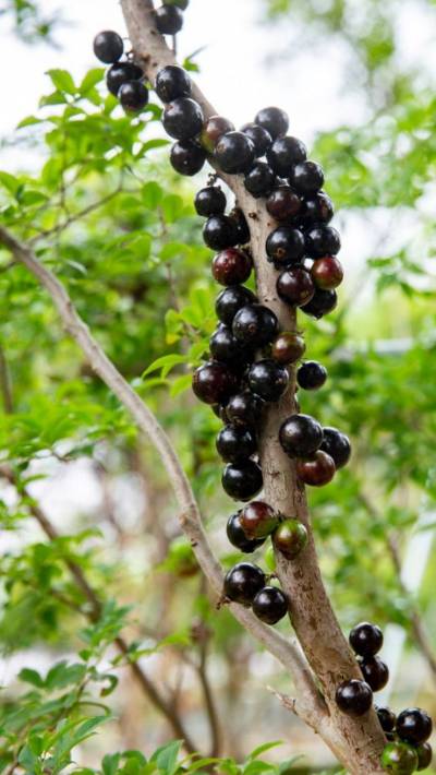 자보티카바(Jaboticaba)