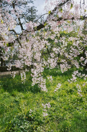 2026 벚꽃 축제 일정 전국 총정리