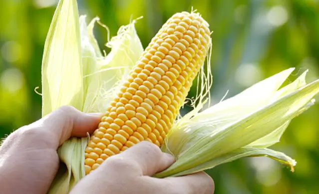 옥수수 삶는 방법