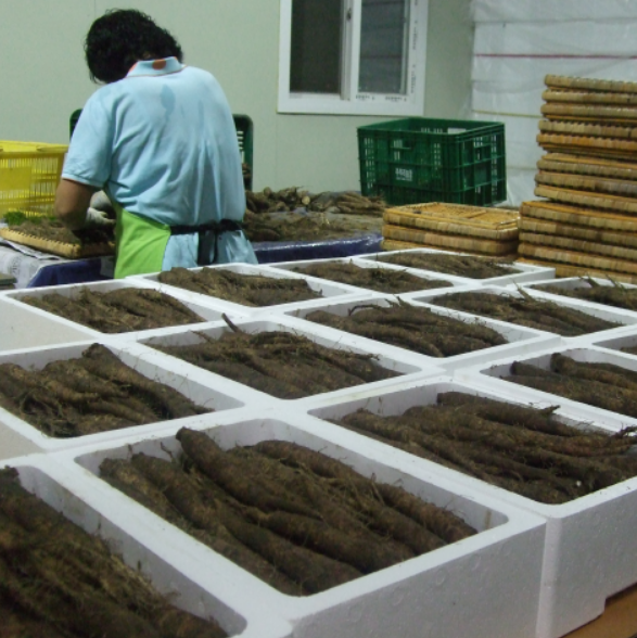 6시내고향 강원 횡성 '더덕' 주주리농장 택배 온라인 주문 방법 농장 연락처6