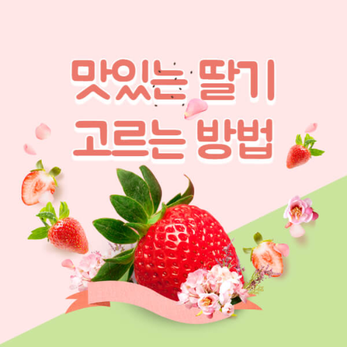 딸기고르는방법
