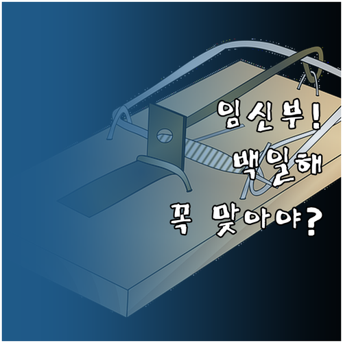 임신 중 백일해 주사 접종 시기와 부..