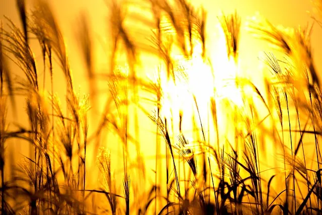 서울 억새축제 2025 일정위치 총정리로 안내_6