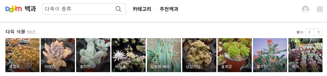 유접곡 홍미인 바위솔 종류 정보