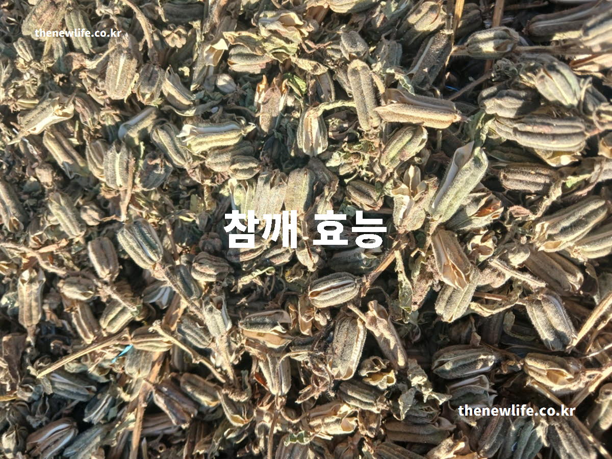 참깨 효능 대표 실사진