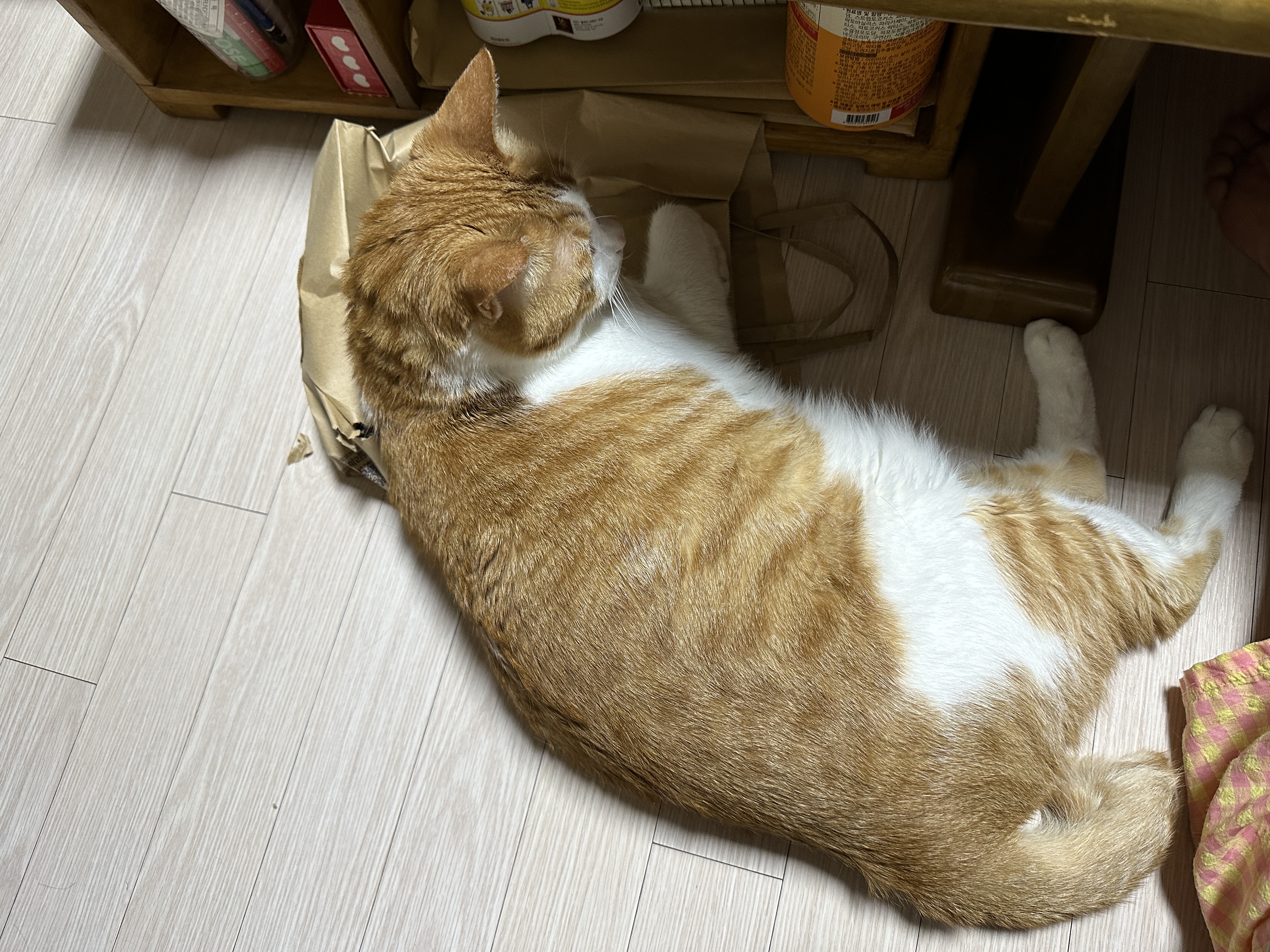 종이가방_위에서_곱게_앞발을_접고_있는_막둥이