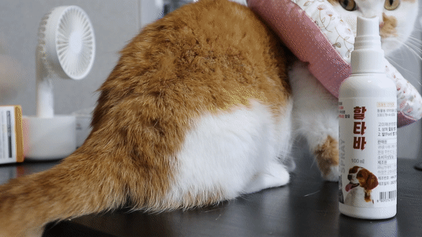 고양이피부검은점