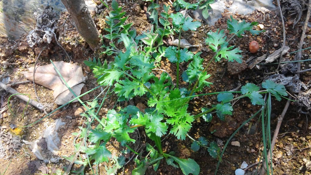 고수가 노지에 자라는 모습