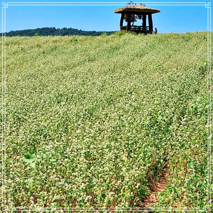 전북 고창 맛집 베이커리 디저트 새싹보리 크로아상