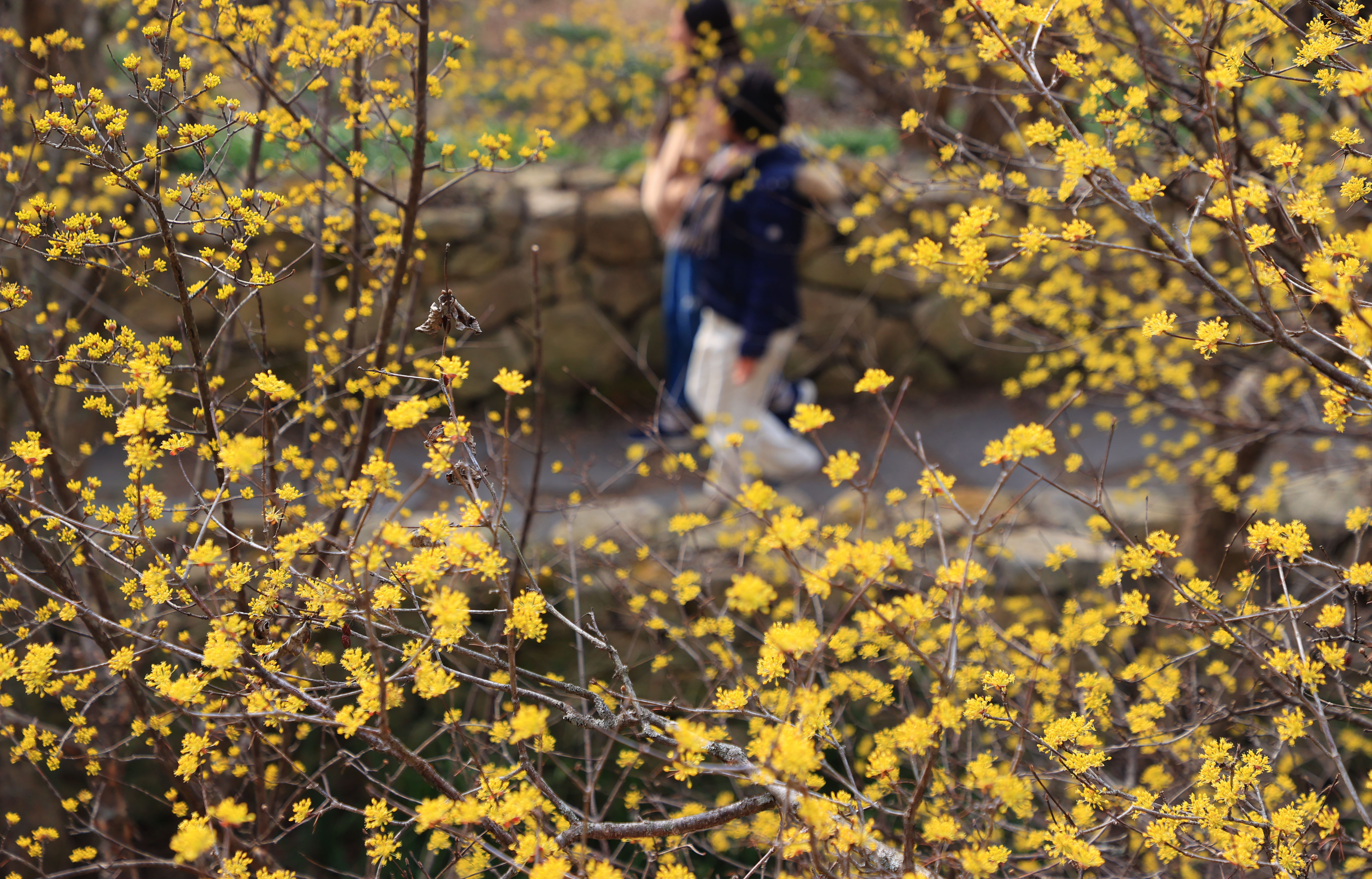 2024 구례 산수유꽃축제