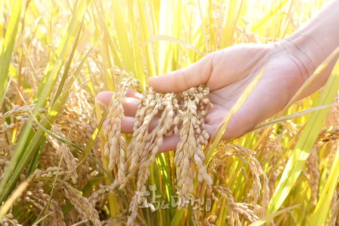 벼 재배 모내기 시기 분얼 관리 논 물대기_3