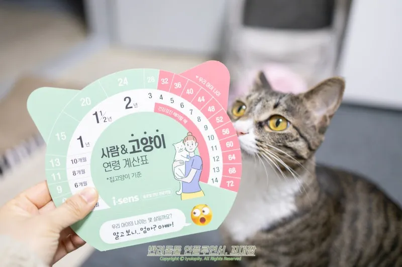 집고양이 vs 길고양이 평균 수명 차이 심층 분석_5