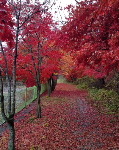 강원도 2025 단풍 산행 추천 코스 ❘ 설악산·오대산·치악산 절정 시기 안내