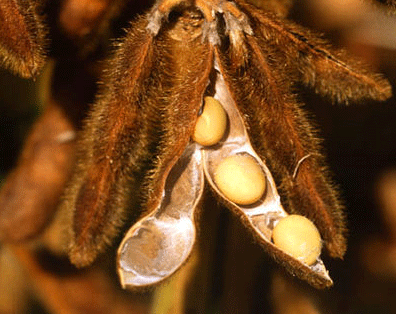 뇌건강에 좋은 음식,두뇌건강에 좋은 음식 vs 뇌에 나쁜 음식