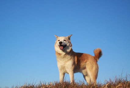파란 하늘이 배경인 웃는 얼굴의 개.
