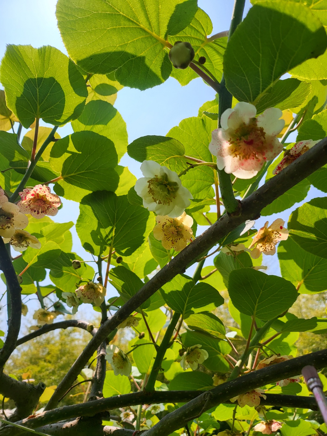 작업을 끝냈으나 다시 꽃이 피어 새로 수정할 꽃이 생기게 된다.