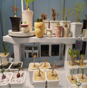 2025 코리아비건페어 코엑스 D홀 완벽 가이드|비건 트렌드부터 부스 신청까지