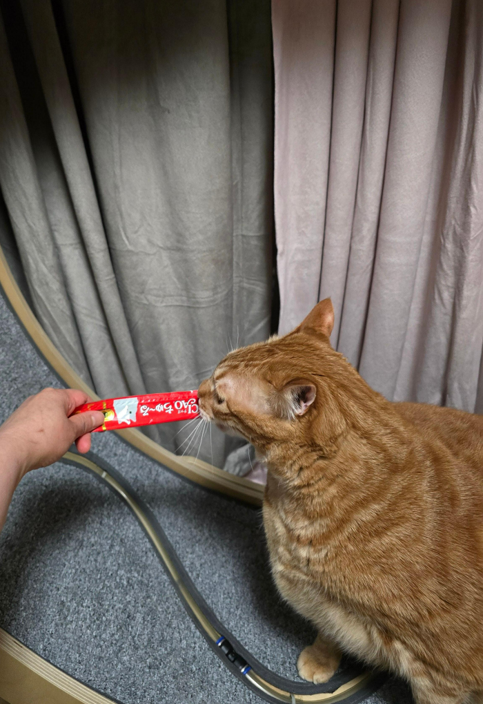 집사의 반격 스타캣휠 사용후기5