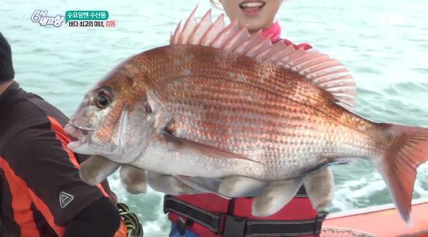 6시내고향-여수-참돔-양식