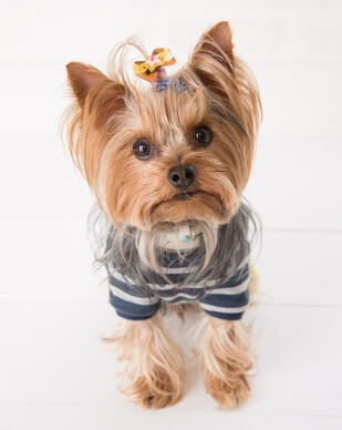 손질한 요크셔테리어