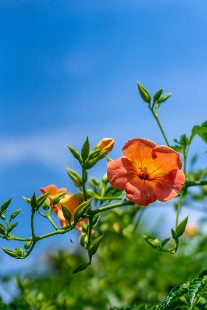 [5월 축제]2025 여름꽃 &amp; 능소화축제❘기간, 비체올린 예약, 사진영상 콘테스트 응모방법