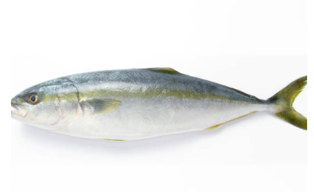 방어 제철, 방어철