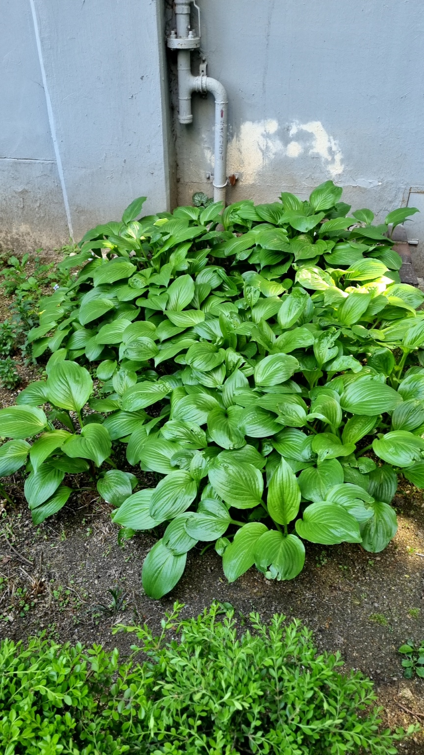 꽃검색2