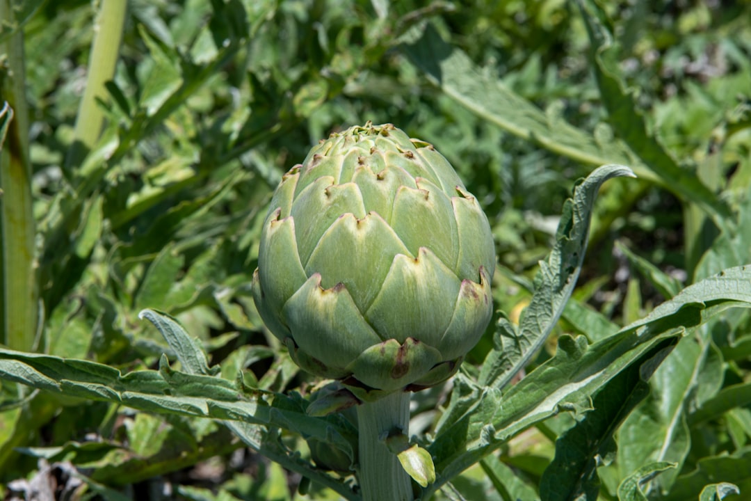 Artichoke