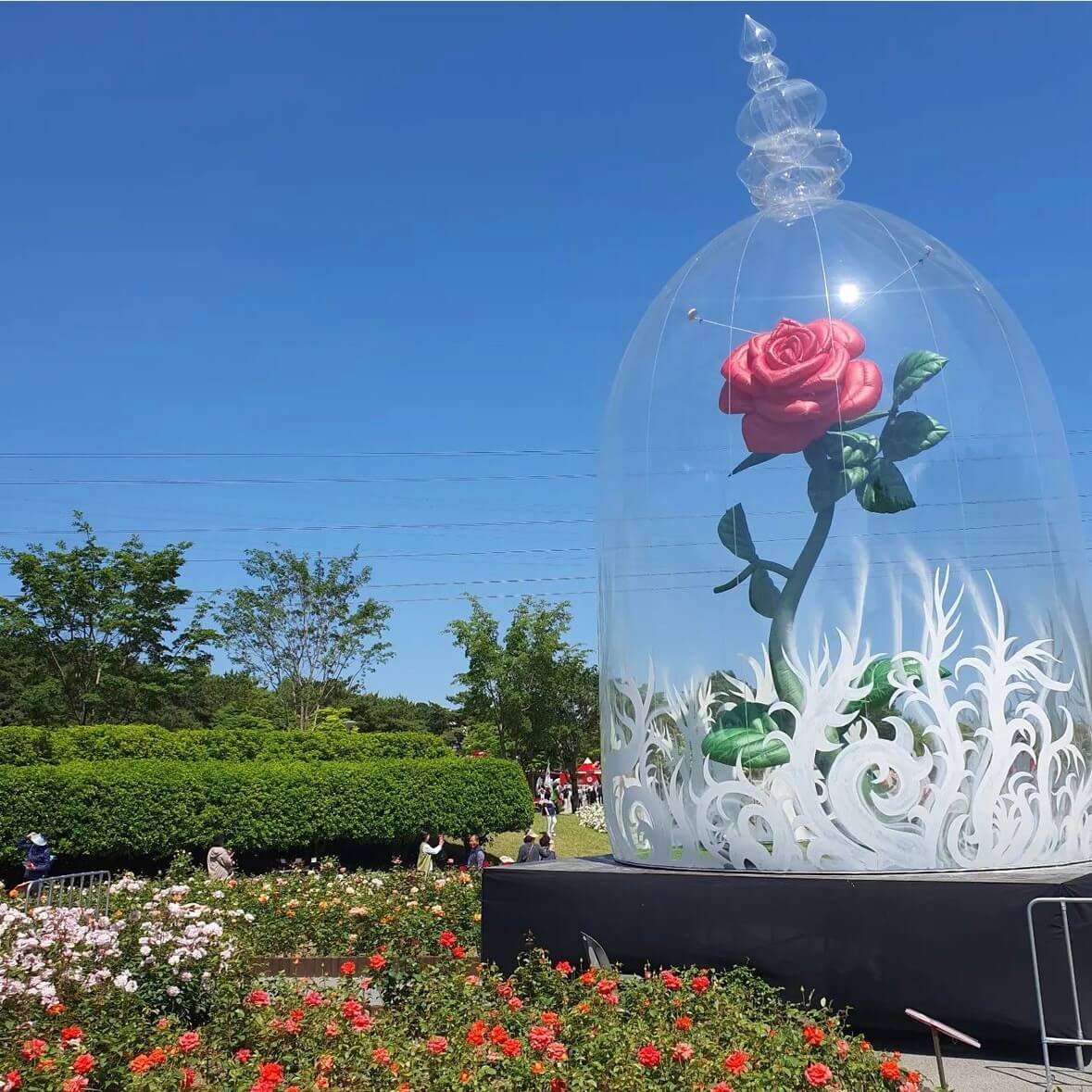 울산대공원 장미축제