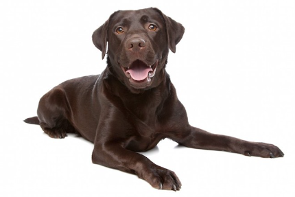 엎드려 있는 초콜릿 러브.